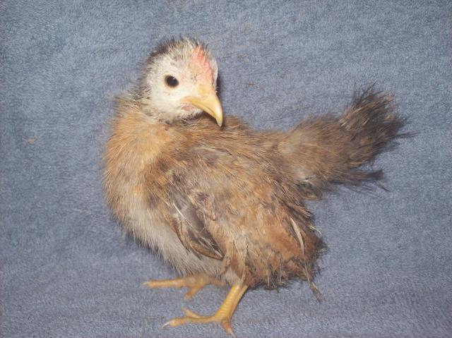 13013_roo_4_silkied.jpg