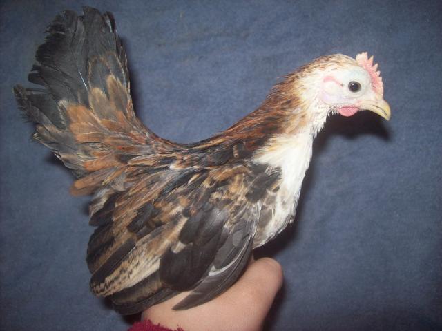 13013_roo_5.jpg