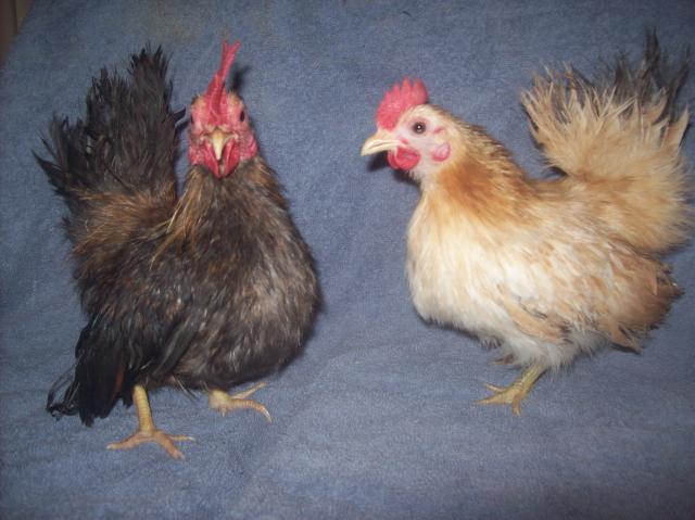 13013_silkie_pair_again.jpg