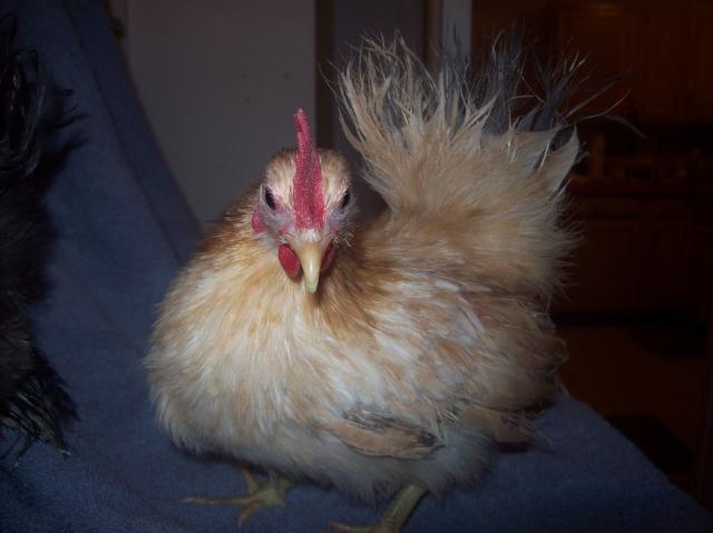 13013_silkie_pair_hen.jpg