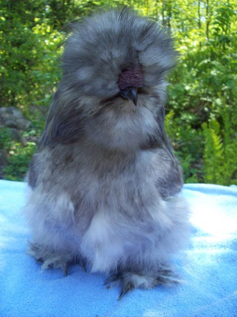 13013_spl_silkie_roo.jpg