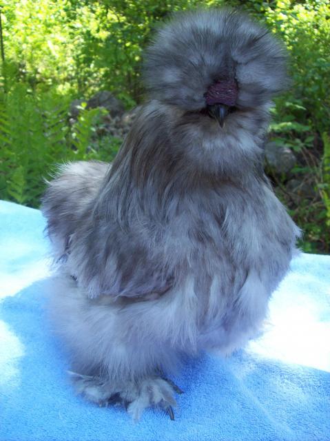 13013_spl_silkie_roo_2.jpg
