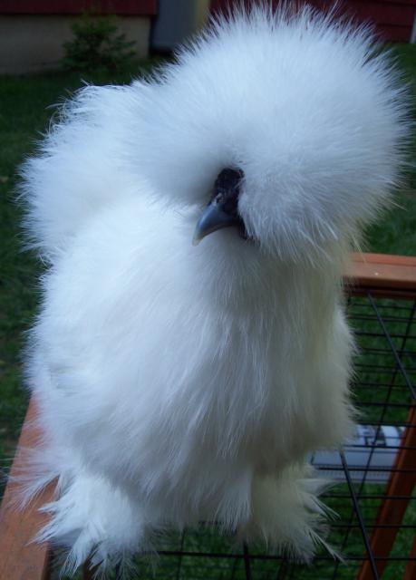 13013_white_silkie_roo_13.jpg