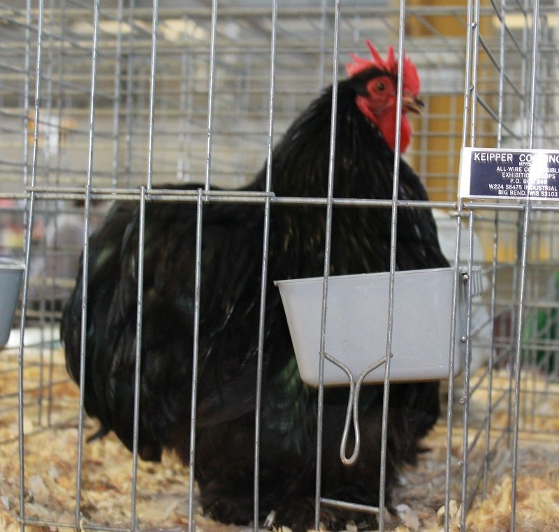 13020_bantam_cochin_black.jpg