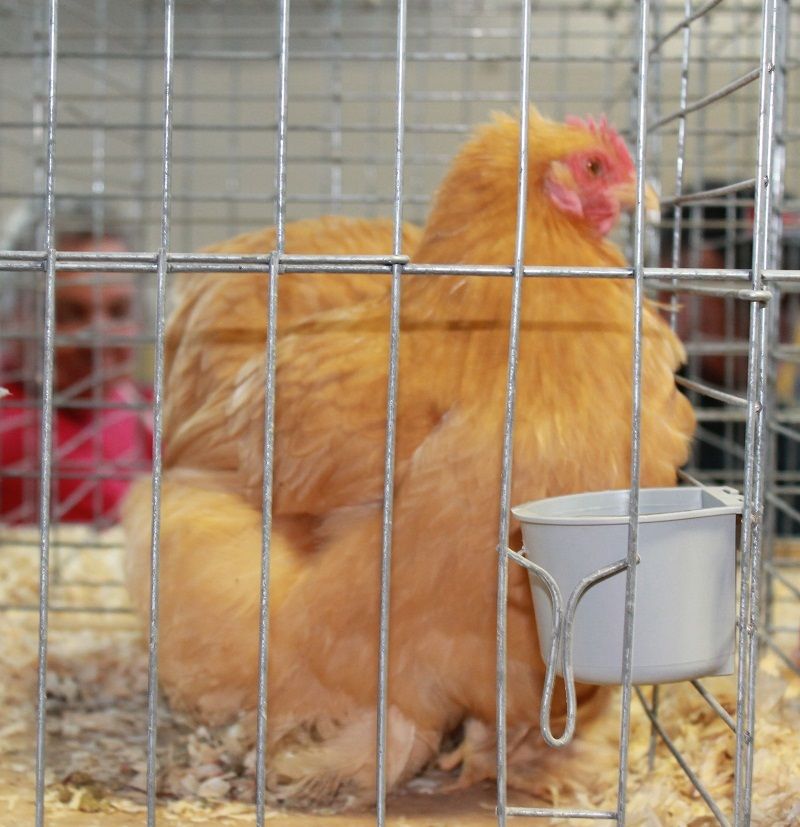 13020_bantam_cochin_buff.jpg