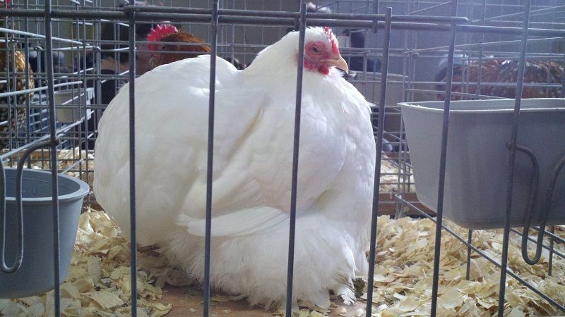 13020_bantam_white_cochin.jpg