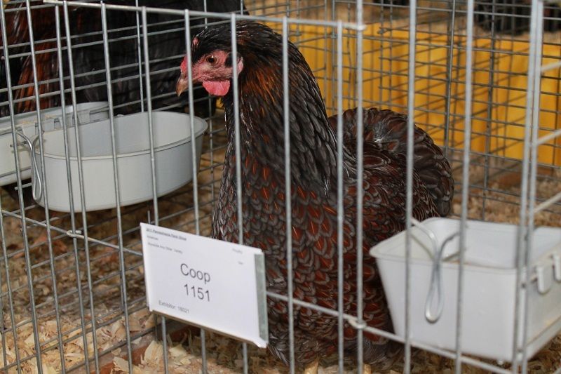 13020_blue_laced_red_wyandotte_hen.jpg