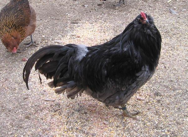 13020_buddyrooster.jpg