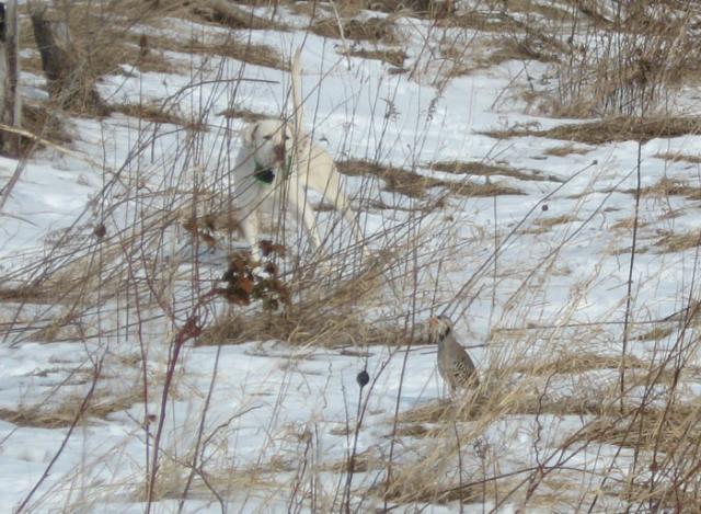 13020_drakemeetsbird.jpg