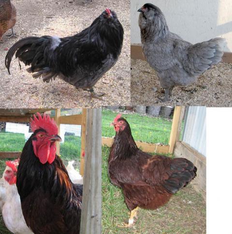 13020_our_birds.jpg