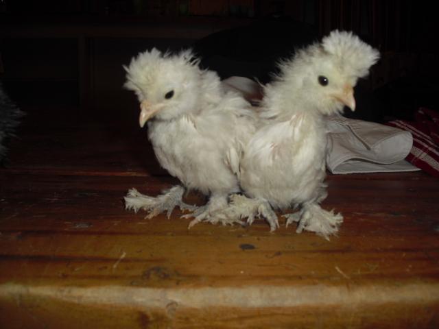 13038_cimg0008.jpg