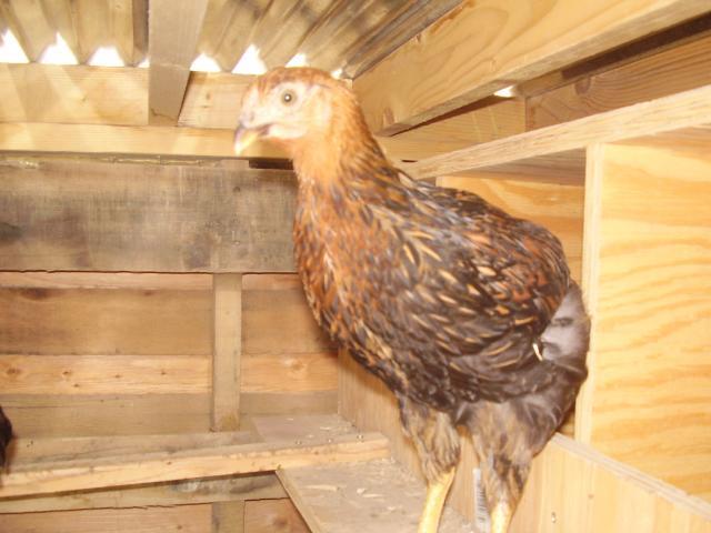 13038_p9100030.jpg
