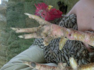 13062_chickens_chickspullets_009.jpg