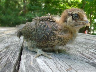 13062_chickens_chickspullets_010.jpg