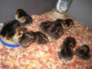 13074_newchicks.jpg