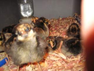 13074_newchicks2.jpg