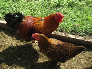 13074_rooster_hen.jpg