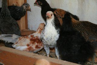 13090_pile_o_chickens.jpg