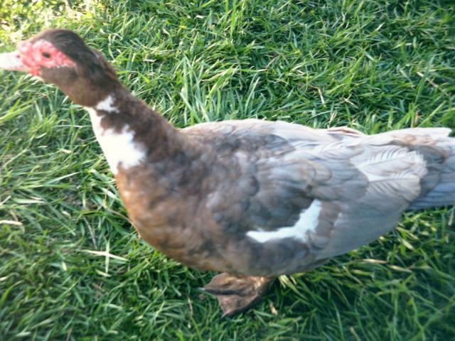 13107_duck.jpg