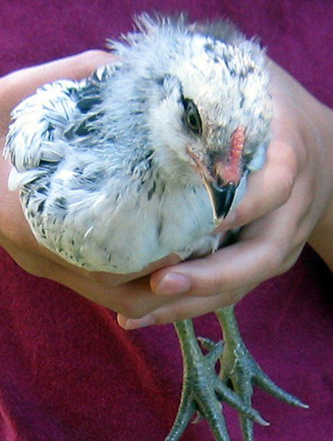 13193_phoebe1.jpg