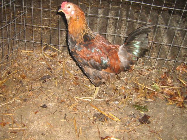 13215_3_mixed_chicks_034.jpg