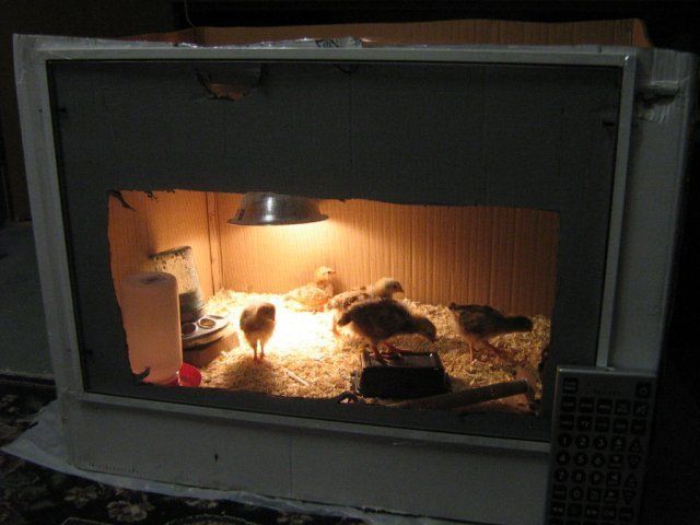 13215_chicken_tv_001.jpg