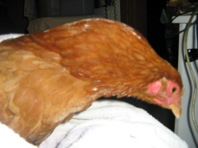 13215_sick_chick_004.jpg