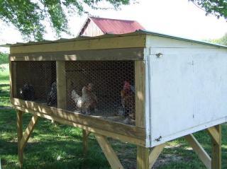 13220_chickens_256.jpg