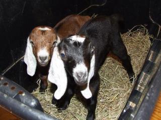 13220_goats_006.jpg