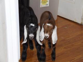 13220_goats_008.jpg