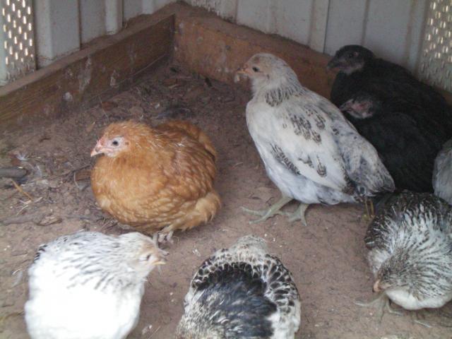 13227_chicks_and_blocks_033.jpg