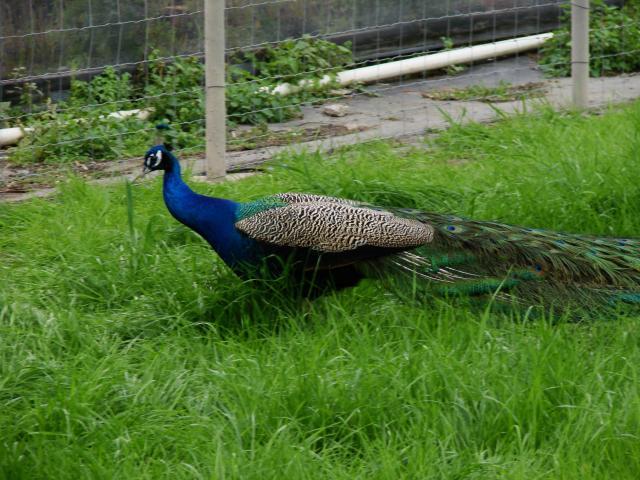 13245_dsc08683.jpg