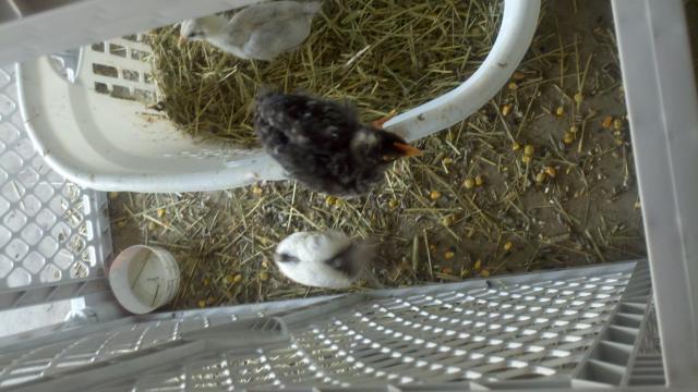 13250_2011-05-20_08-37-24_425.jpg