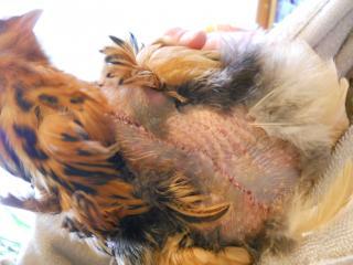 13250_ferns_scar.jpg