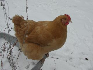 13250_natalie_in_snow.jpg