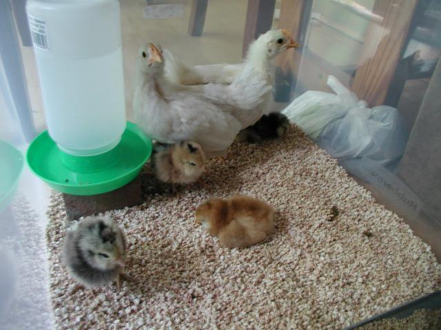 13250_new_chicks.jpg