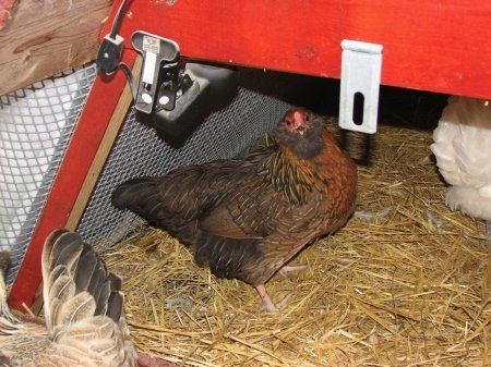 13268_wintercoop09.jpg