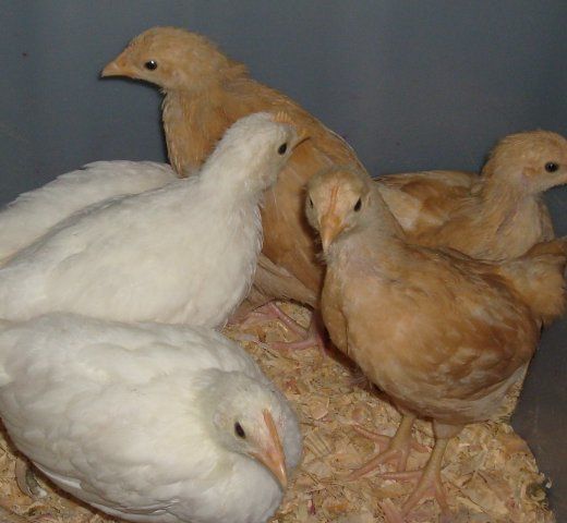 13294_chicks_4_weeks_old.jpg
