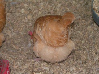 13294_does_my_butt_look_big_12_15_08.jpg