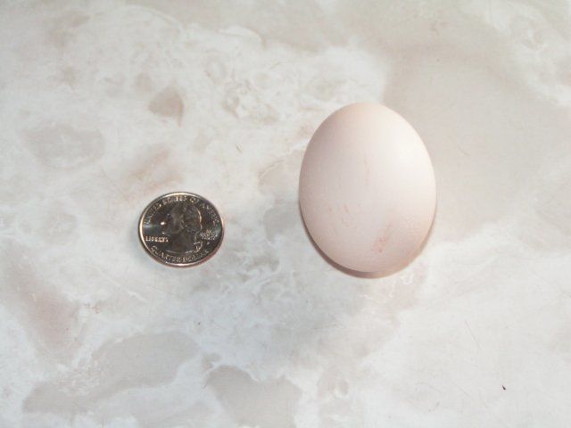 13294_first_egg_size_to_quarter_11-9-08.jpg