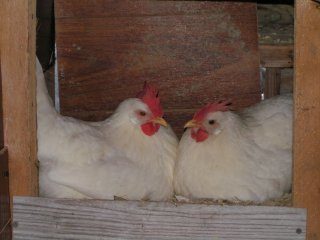 13294_leghorns_laying_their_eggs.jpg