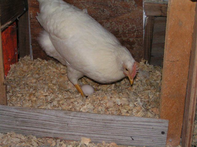 13294_our_first_egg_11-9-08.jpg