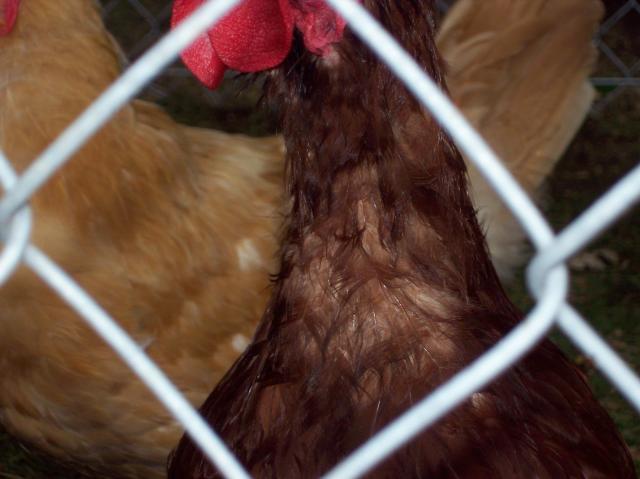 13296_110_0005.jpg