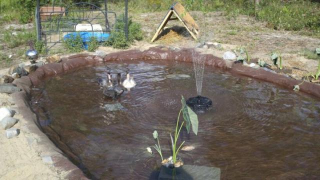 13323_duckpond2.jpg