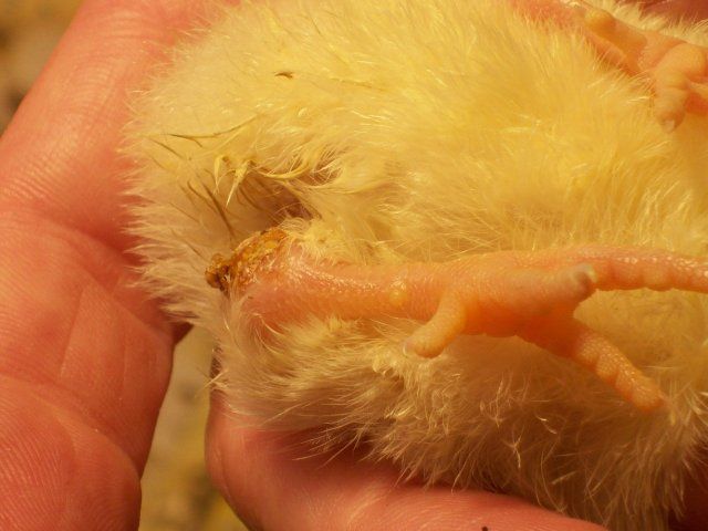 13334_2_day_old_chick_with_hurt_leg.jpg