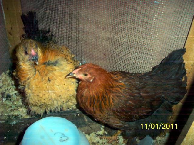 13335_100_1401.jpg