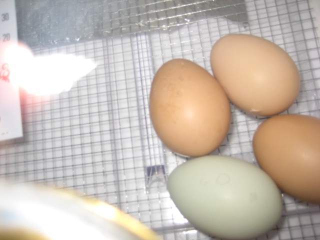 13347_pipped_egg.jpg