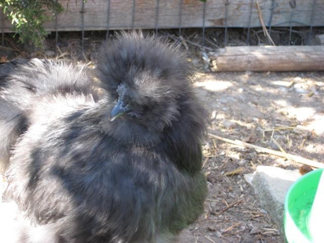 13347_silkie3.jpg