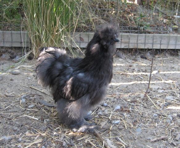 13347_silkie4.jpg