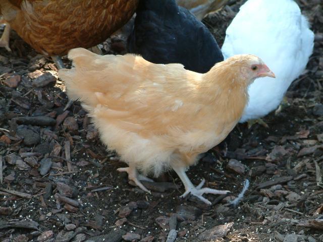 13352_dscf0346.jpg
